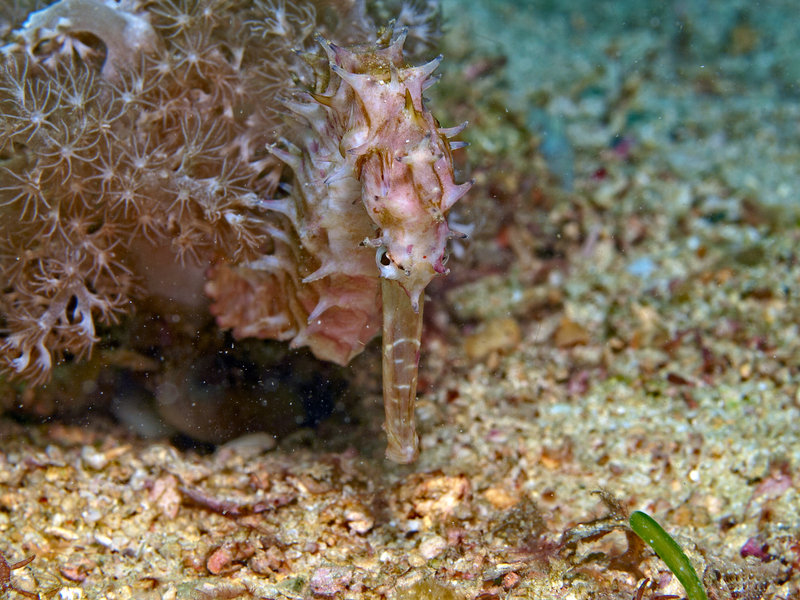 Seahorse, The Hill